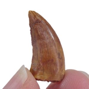 Carcharodontosaurus saharicus