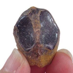 Lepidotes pankowskii