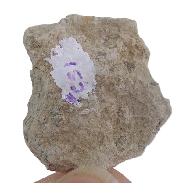 Plectodiscus sp. - Imagen 2