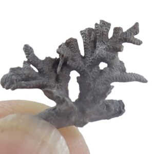 Girtycoelia typica  VENDIDO