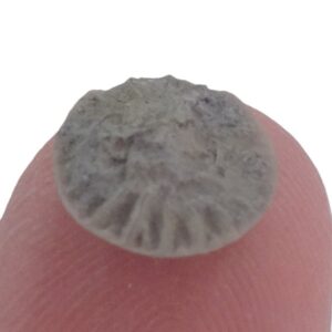 Mycrocyclus thedfordensis