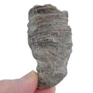 Ptycholopus sp.  VENDIDO