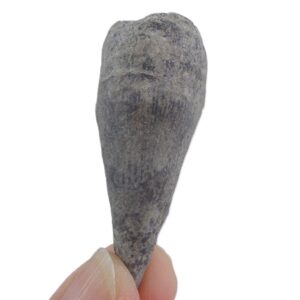 Streptelasma rusticum  VENDIDO