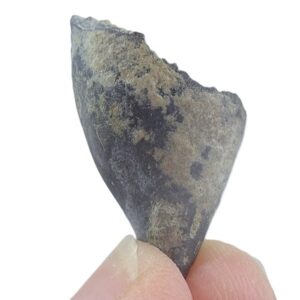 Streptelasma rusticum  VENDIDO