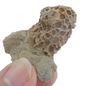 Pleurodictyum eugeneae