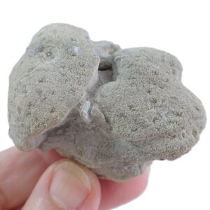 Synastrea agaricites  VENDIDO