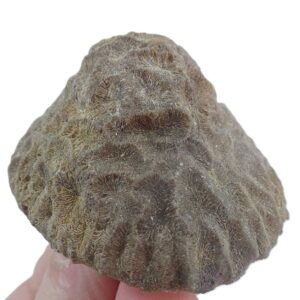 Meandrastrea circularis