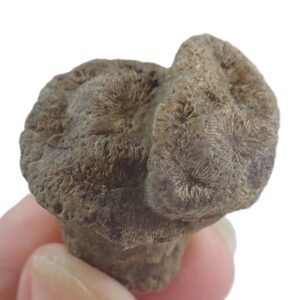 Mesomorpha forojuliensis  VENDIDO