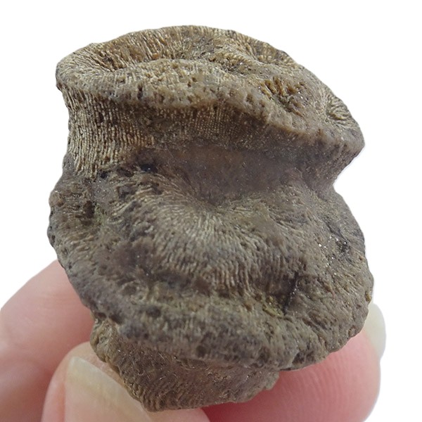 Mesomorpha forojuliensis VENDIDO - Imagen 2