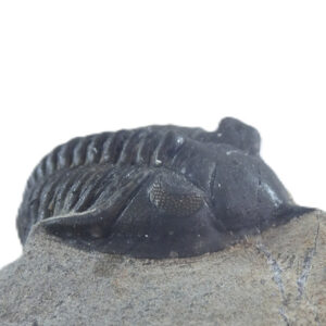 Minicryphaeus quaterspinosus