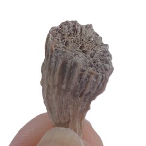 Acanthocyathus laterocristatus  VENDIDO