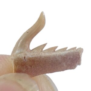 Weltonia ancistrodon