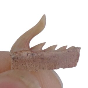 Weltonia ancistrodon