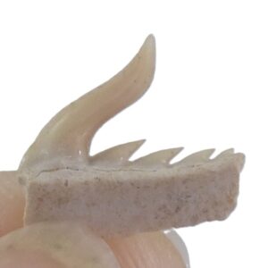 Weltonia ancistrodon