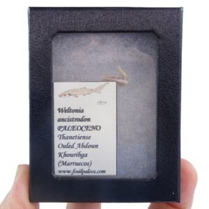 Weltonia ancistrodon