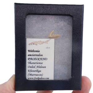 Weltonia ancistrodon