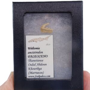 Weltonia ancistrodon