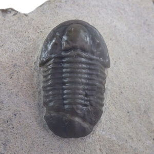 Orbitoproetus (Helmutia) rissanensis