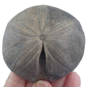 Clypeus ploti  VENDIDO