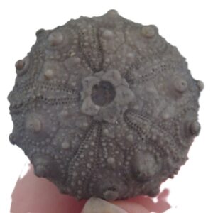 Asterocidaris meandrina