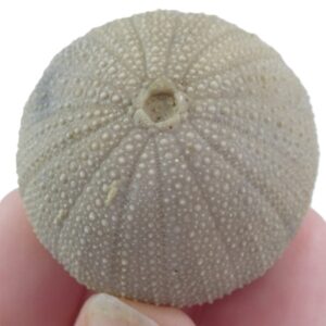 Psephechinus quoniami