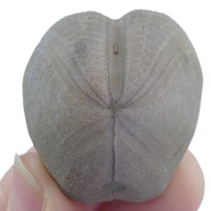 Heteraster melendezi  VENDIDO