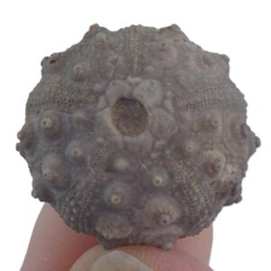 Hemicidaris hoffmanni  VENDIDO