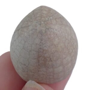 Galeola papillosa  VENDIDO