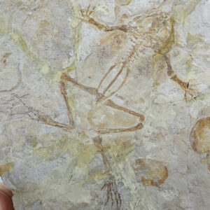 Genibatrachus baoshanensis