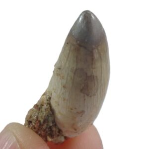 Stromerichthys aethiopicus