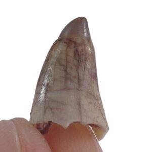 Stromerichthys aethiopicus