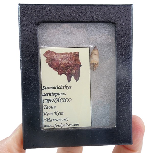 Stromerichthys aethiopicus - Imagen 2