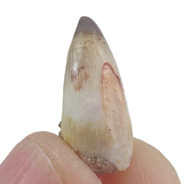 Stromerichthys aethiopicus - Imagen 3