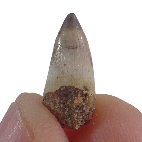 Stromerichthys aethiopicus