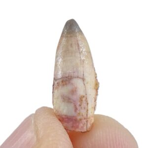 Stromerichthys aethiopicus