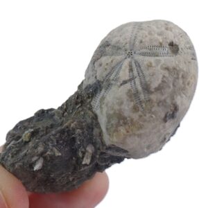 Maretia aragonensis VENDIDO