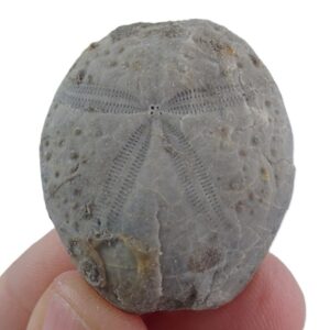 Maretia aragonensis VENDIDO