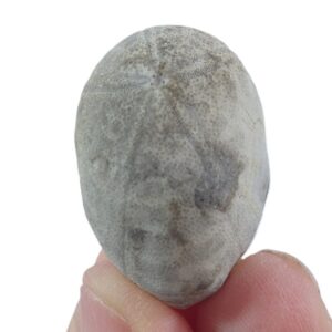 Echinolampas leymeriei VENDIDO