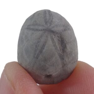 Gitolampas macnamarae