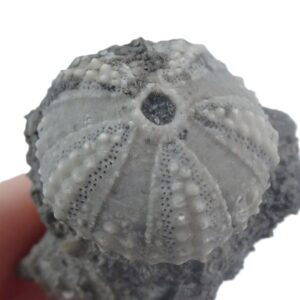 Coelopleurus coronalis