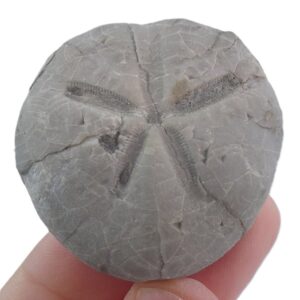 Linthia hovelacquei  VENDIDO