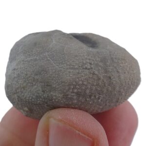 Schizaster spado  VENDIDO