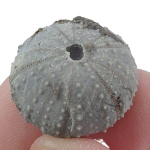 Micropsis pouechi  VENDIDO