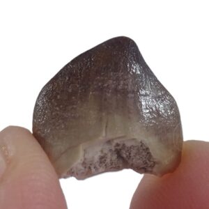 Hamadasuchus rebouli