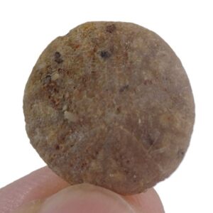 Vaquerosella andersoni