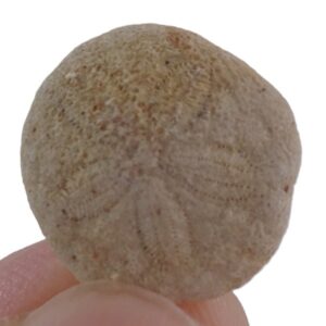 Vaquerosella andersoni