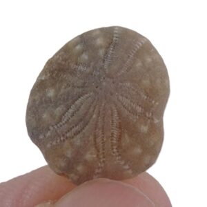 Vaquerosella andersoni