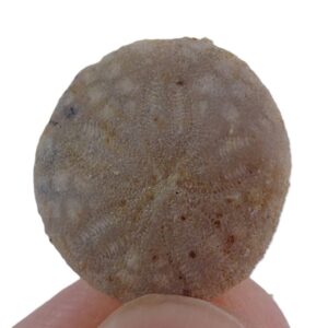 Vaquerosella andersoni