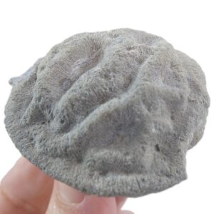 Mesomorpha forojuliensis VENDIDO