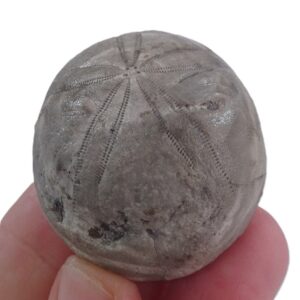 Gitolampas reguanti VENDIDO